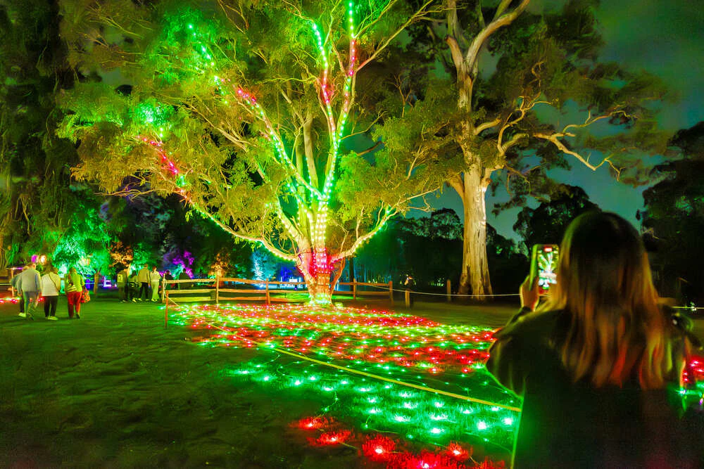 An illuminated winged creature suspended in the trees